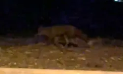 Eskişehir'de yiyecek arayan bir tilki şehre indi