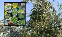 Eskişehir'in bu ilçesinde zeytin üreticisinin yüzü gülüyor: 500 ağaçtan yüksek verim