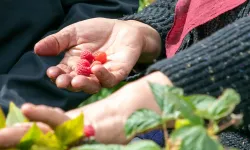 Eskişehirli kadın çiftçiler kuşburnu üretimi için Kütahya’ya gitti