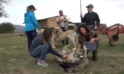İtalyan uzmanlar Eskişehir'de Türk çoban köpeklerini mercek altına aldı
