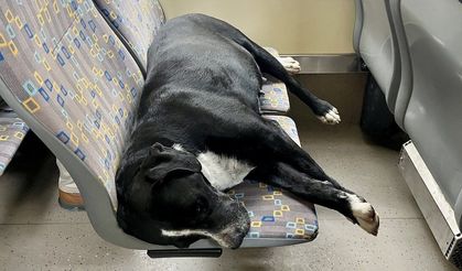 Eskişehir’de tramvayın en rahat yolcusu: Uyuyan köpek gülümsetti
