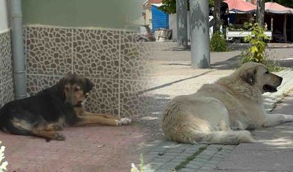 Mahalleliler başıboş köpeklerden şikayetçi (Video haber)