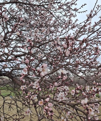 Eskişehir'de ağaçlar çiçek açtı