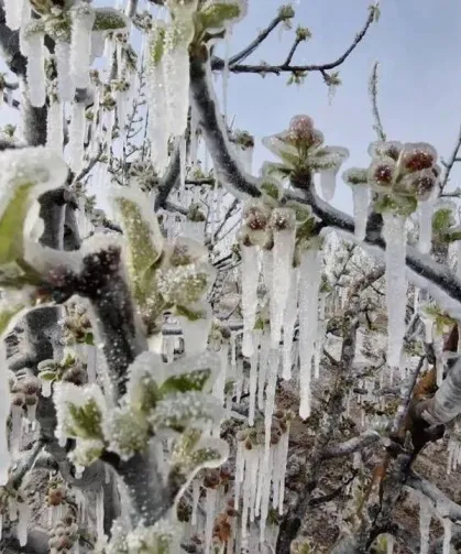 Eskişehir’de çiftçilere uyarı: Zirai don olabilir