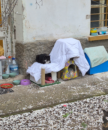Eskişehir'de hayvanseverlerin uyarısı dikkat çekti