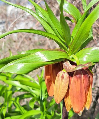Eskişehir'in nadide çiçeği 'Turşail': Gözleri gibi koruyorlar