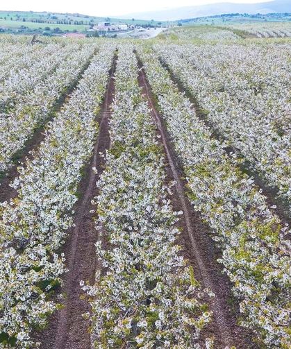 Eskişehir’de çiçek açan kiraz ağaçlarının görüntüsü mest etti