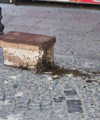 Eskişehir'de sokak bir anda arılarla kaplandı
