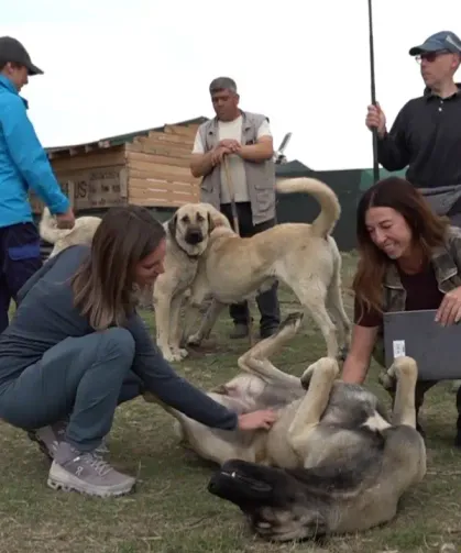 İtalyan uzmanlar Eskişehir'de Türk çoban köpeklerini mercek altına aldı