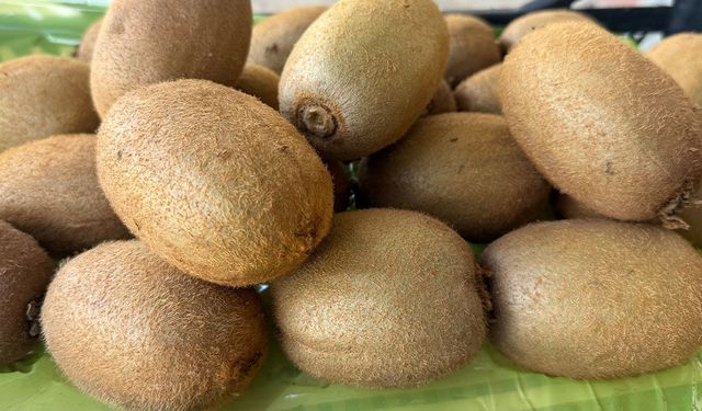 Dev kiviler rekor ürün olarak anılıyor