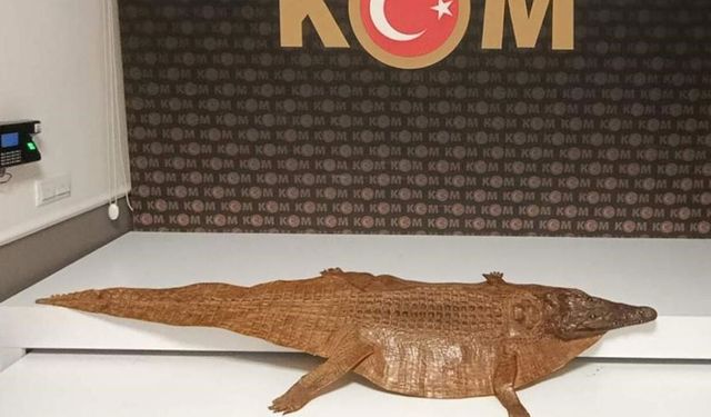 Afyon'da timsah derisi ele geçirildi