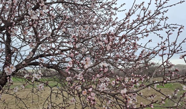 Eskişehir'de ağaçlar çiçek açtı