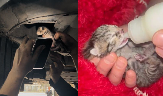 Eskişehir’de kurtarılan yavru kediye çıraktan sıcak bir yuva