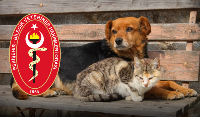 "Sokak hayvanları doğanın bizlere emanet ettiği canlardır"