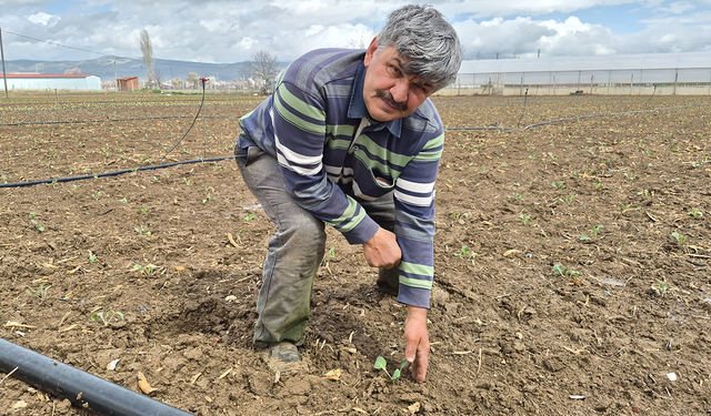 Eskişehir'de 2026 yılının ilk fideleri toprakla buluştu