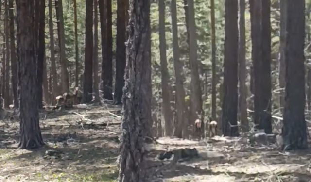 Eskişehir'de geyik sürüsü amatör kameraya yansıdı