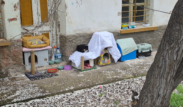 Eskişehir'de hayvanseverlerin uyarısı dikkat çekti