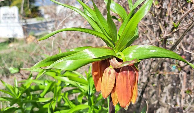 Eskişehir'in nadide çiçeği 'Turşail': Gözleri gibi koruyorlar