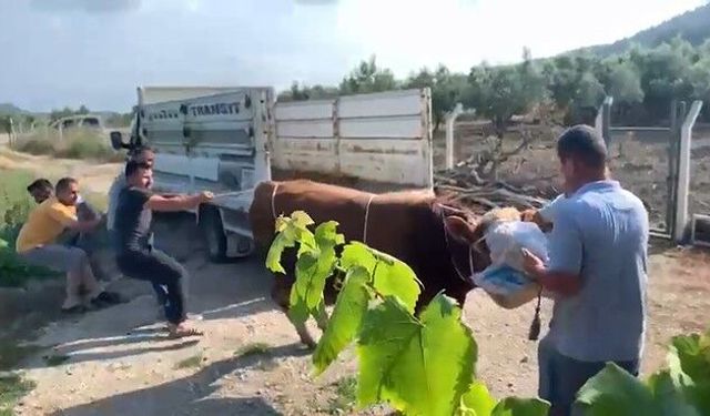 Boğa sahiplerine zor anlar yaşattı: 6 kişi zapt edemedi!