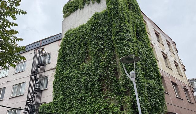 Eskişehir'de bir apartman tamamen sarmaşıklarla kaplandı