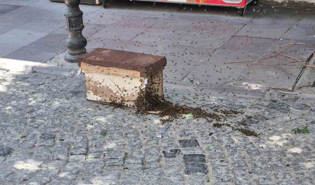 Eskişehir'de sokak bir anda arılarla kaplandı
