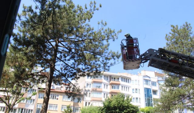 Eskişehir'de ağaçta kalan kedi kurtarıldı