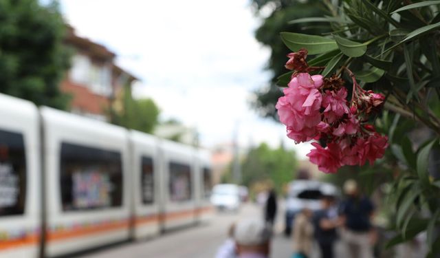 İsmet İnönü 1 Caddesi zakkum ağaçları ile süslendi