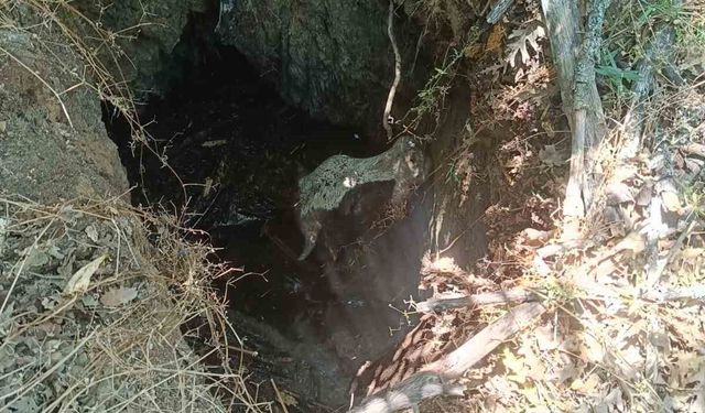 Eskişehir'de definecilerin kazdığı çukura düşen dana kurtarıldı