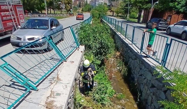 Eskişehir'de su kanalına düşen yavru köpek itfaiye arasından kurtarıldı