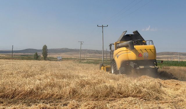 Büyükşehirin tarım arazilerinde bereketli hasat: 77 ton arpa elde edildi