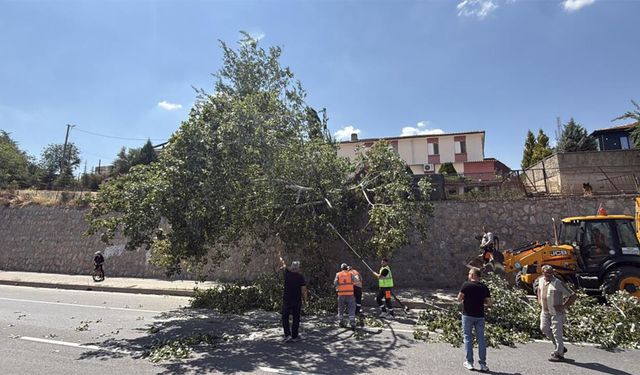 Eskişehir'de dev ağaç yola devrildi, sürücüler zor anlar yaşadı