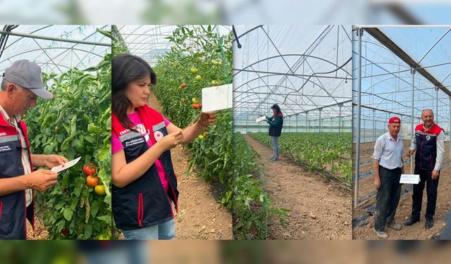 Eskişehir'de domates güvesine karşı mücadele sürüyor