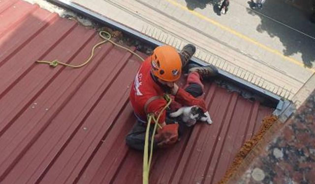 Eskişehir'de iki bina arasında sıkışan kedi için kurtarma operasyonu