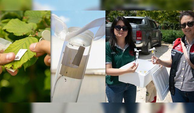 Eskişehir'de Kahverengi Kokarcaya karşı Samuray arıcığı ile biyolojik mücadele