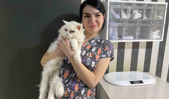 Uzman veteriner açıkladı: Tatilde evcil hayvanlar için en büyük risk