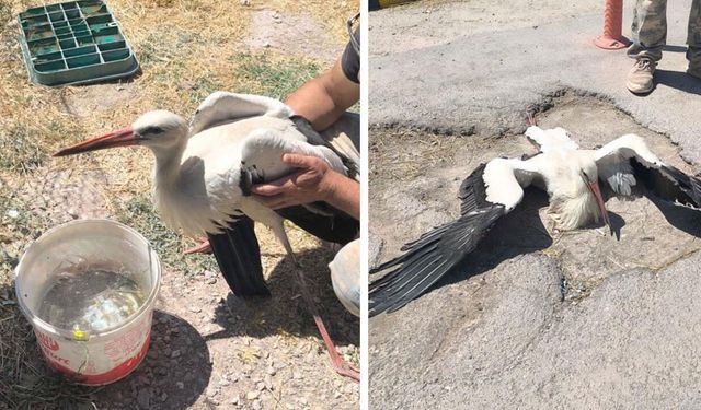 Eskişehir’de bacağı kırık leylek görenleri üzdü: 4 gündür kurtarılmayı bekliyor