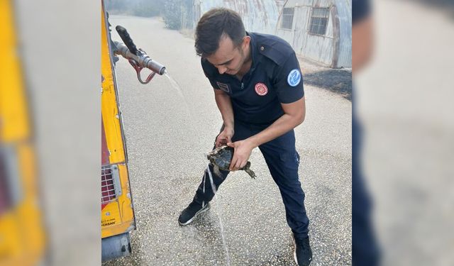 Eskişehir'de yangından etkilenen kaplumbağa, itfaiye ekiplerince kurtarıldı