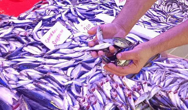 Eskişehir'de balık sezonu bereketli başladı: Hamsi ve palamut bol