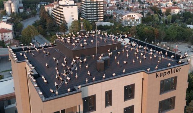 Göç yolundaki leylekler Eskişehir’de mola verdi