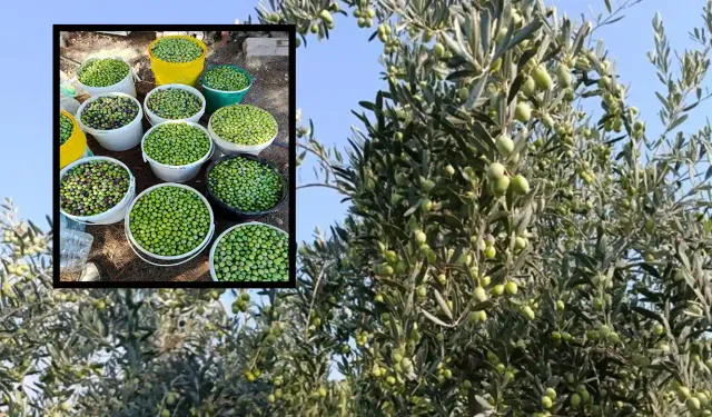 Eskişehir'in bu ilçesinde zeytin üreticisinin yüzü gülüyor: 500 ağaçtan yüksek verim