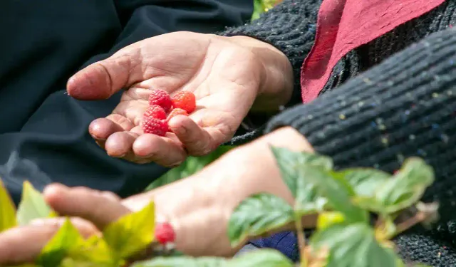 Eskişehirli kadın çiftçiler kuşburnu üretimi için Kütahya’ya gitti