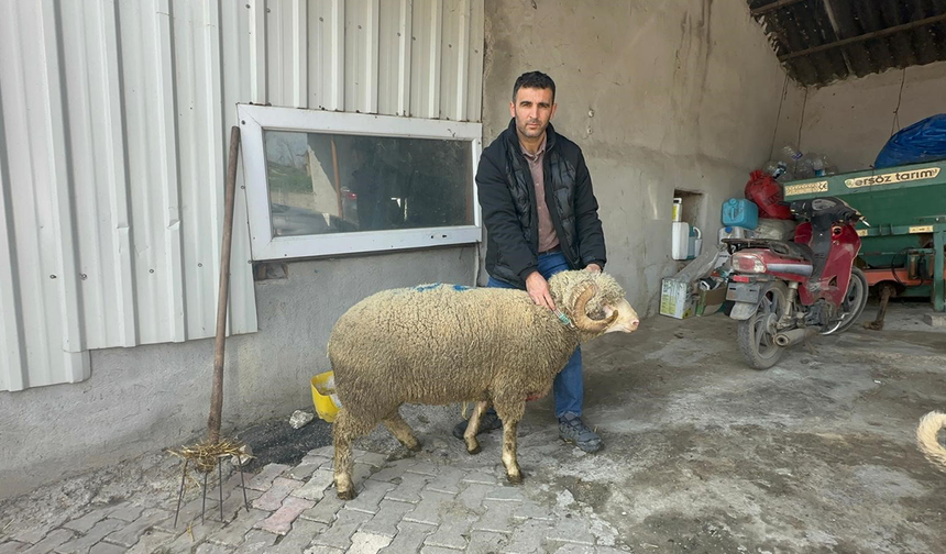 Şampiyon koçun kuzularına yoğun talep