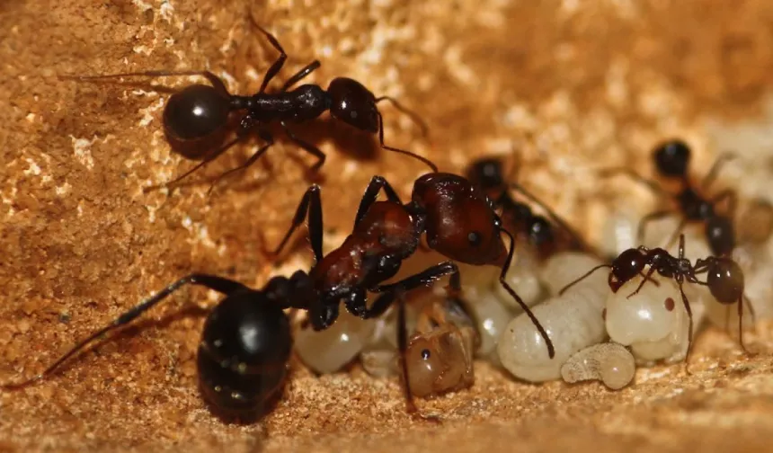 Tanesi 220 dolar: Neden bu kadar değerli?