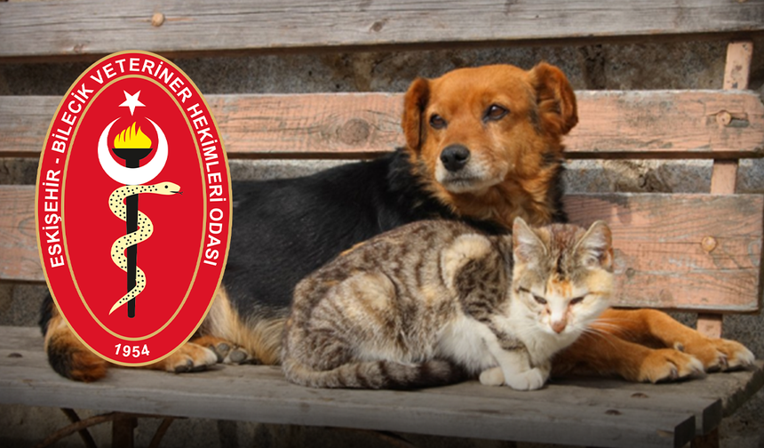 "Sokak hayvanları doğanın bizlere emanet ettiği canlardır"