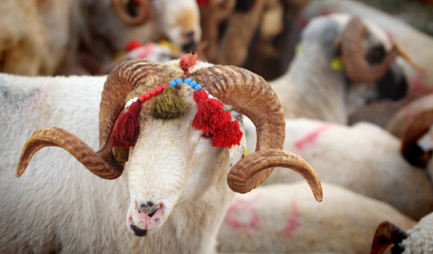 Diyanet 2026 kurban vekalet ücretlerini duyurdu!