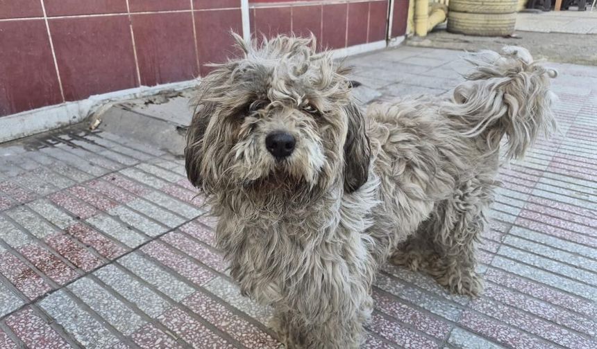Eskişehir'de tüyleri kirlenen beyaz köpek adeta kapkara oldu
