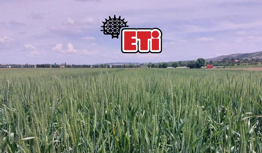 Eskişehir'in markası ETİ'den tarımda büyük hamle: Kanatlı buğdayı