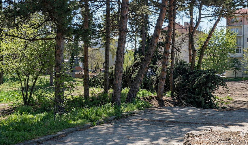 Eskişehir'de okul bahçesinde ağaç katliamı