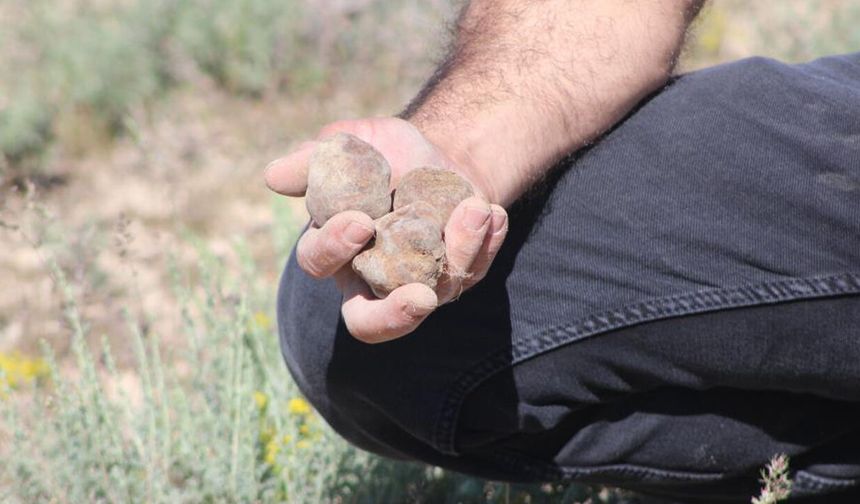 “Dolaman kurdu” mantardan servet yaptı
