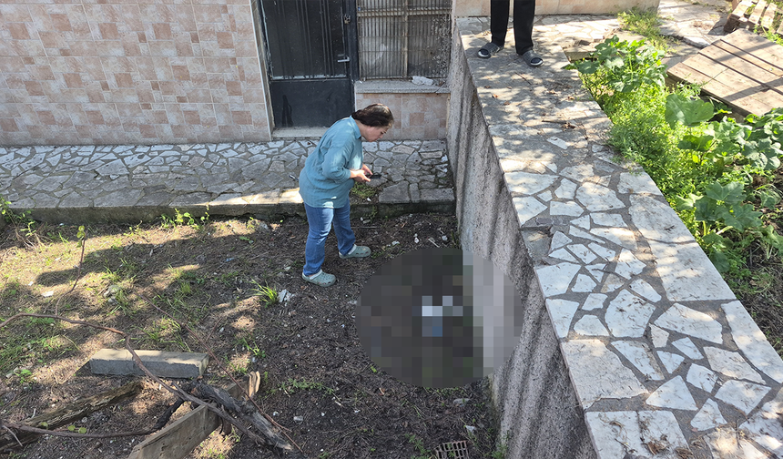 Eskişehir'de şüpheli kedi ölümleri: Zehirlenme şüphesi araştırılıyor
